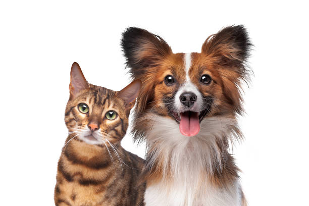 istockphoto-1304796251-612x612